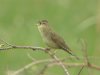 Grasshopper Warbler at Two Tree Island (Steve Arlow) (68464 bytes)